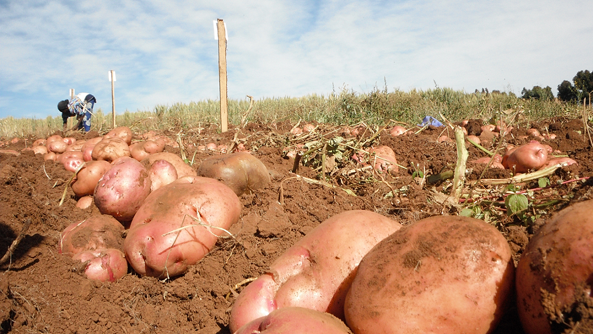 Информация Минсельхоза НСО о предоставляемых сельскохозяйственными товаропроизводителями Новосибирской области земельных участках под посадку картофеля