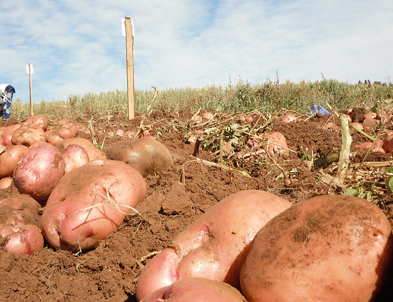 Информация Минсельхоза НСО о предоставляемых сельскохозяйственными товаропроизводителями Новосибирской области земельных участках под посадку картофеля