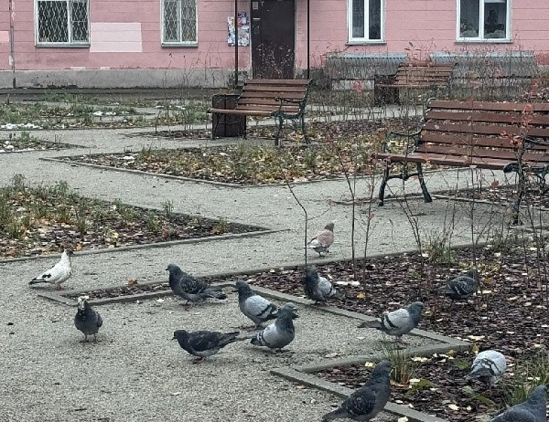 Просим отозваться свидетелей.